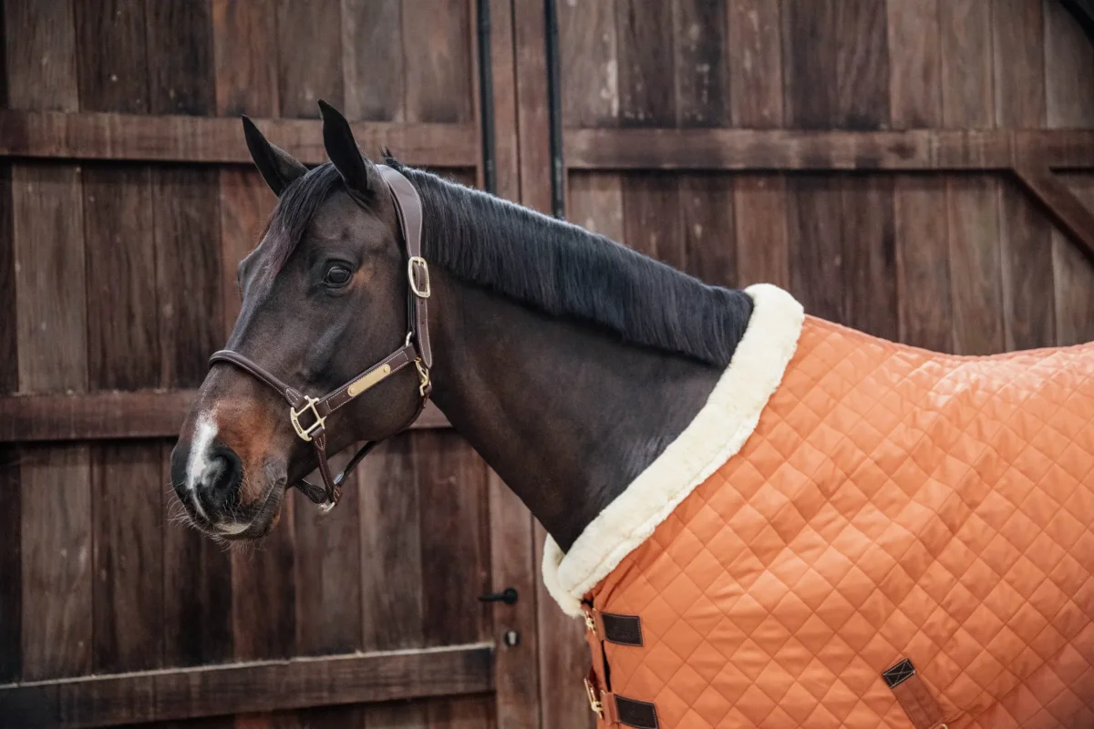 Kentucky – Licol anatomique en cuir – Image 2