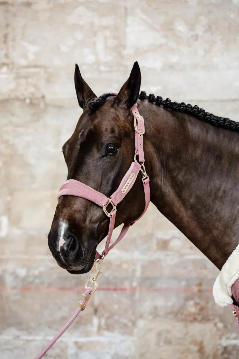 Kentucky – Licol Velvet – Rose – Image 8