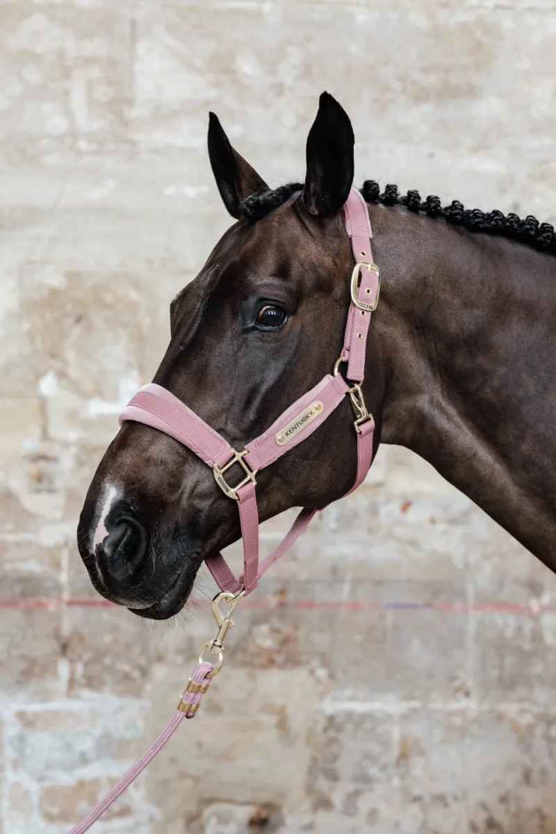 Kentucky – Licol Velvet – Rose – Image 7