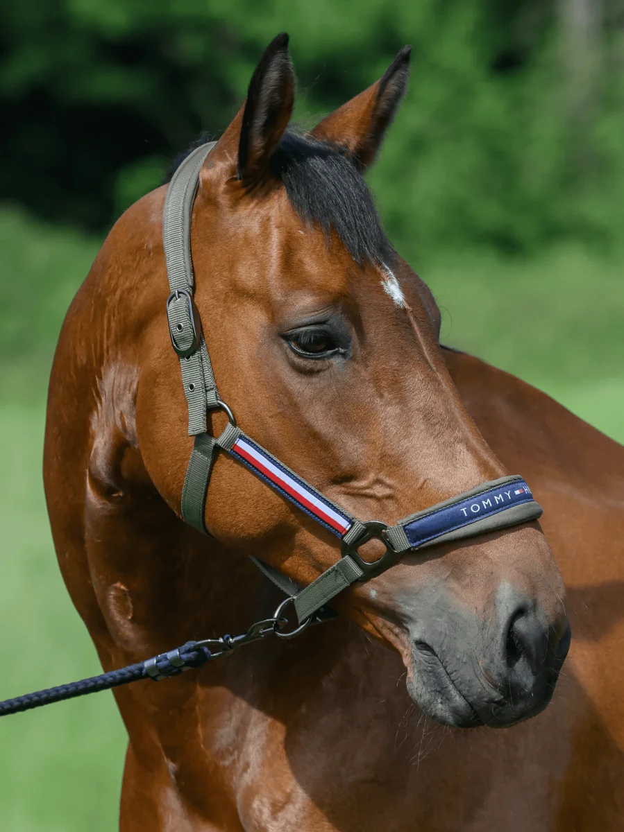 Tommy Hilgiger – Licol + longe Yale – UTILITY OLIVE – Image 3