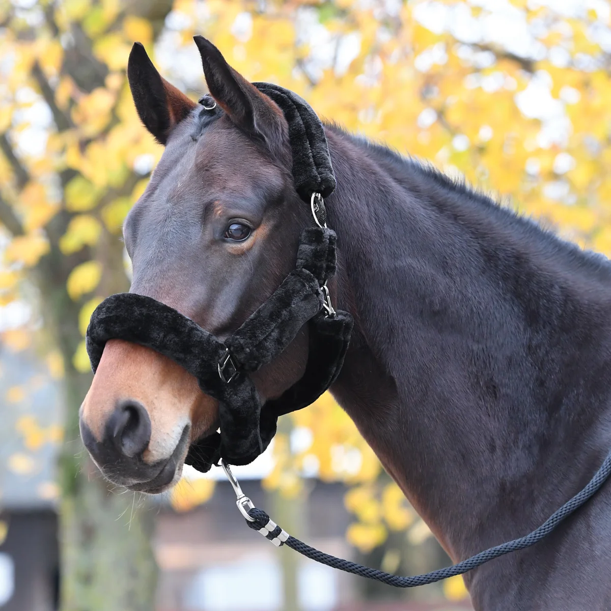 Busse – Licol Guard – Image 5