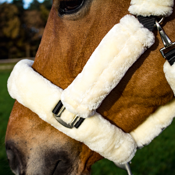 Busse – Licol Guard – Image 2