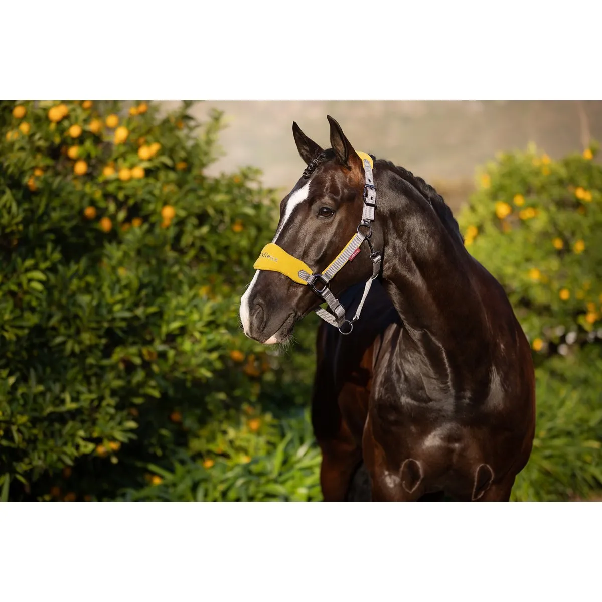 Lemieux – Licol Vogue – Dijon – Image 2